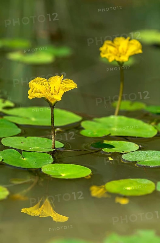Blooming water fringe