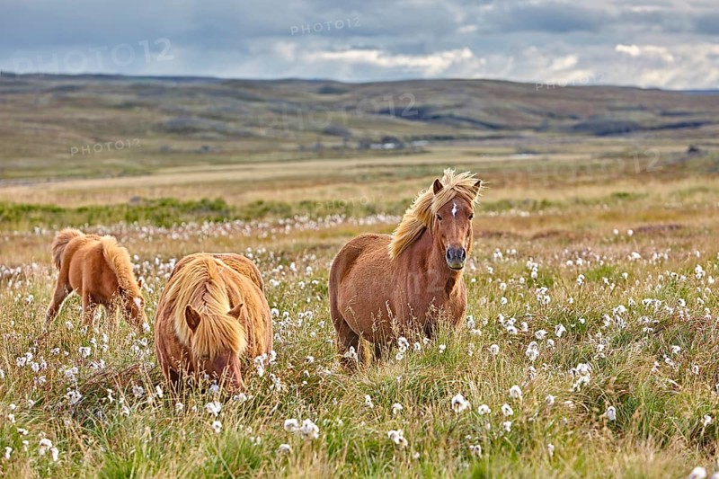 Icelandic horses