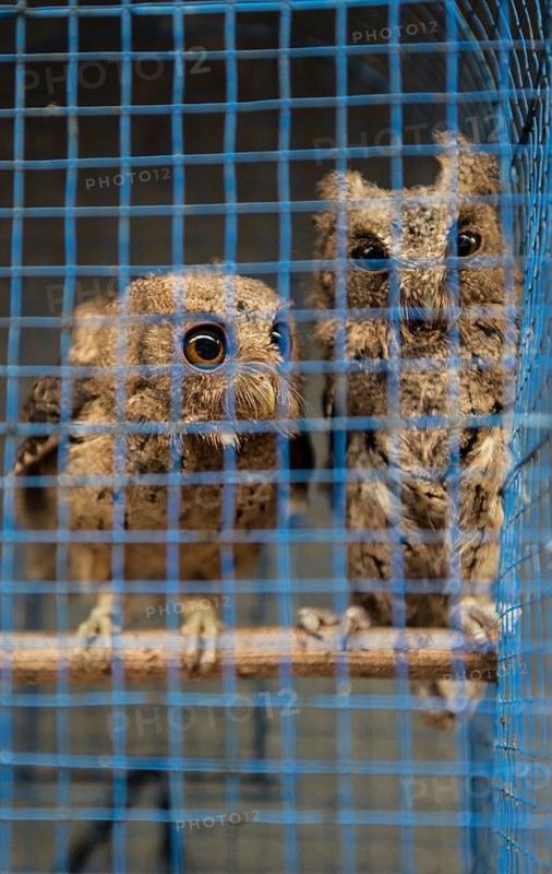 Two owls in tight cage