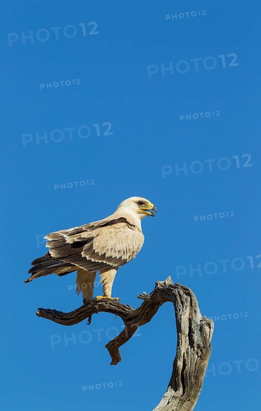 Tawny Eagle