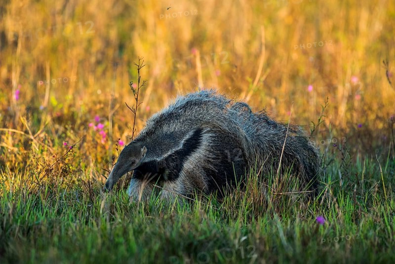 Giant anteater
