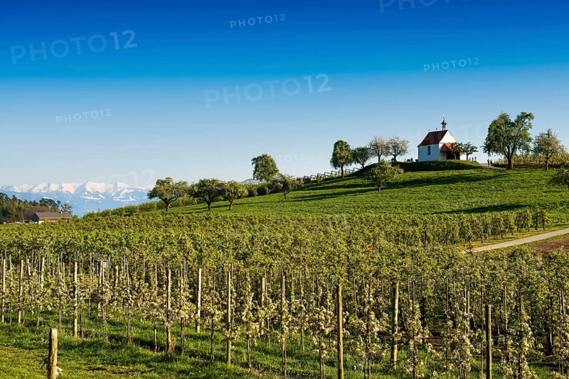 Apple plantation