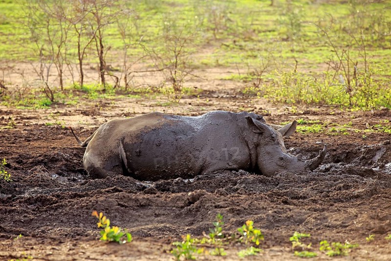 White rhinoceros