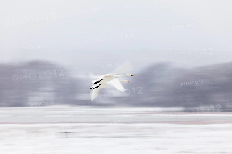 Two Whooper swans