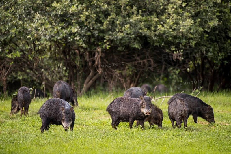 White-lipped peccarys
