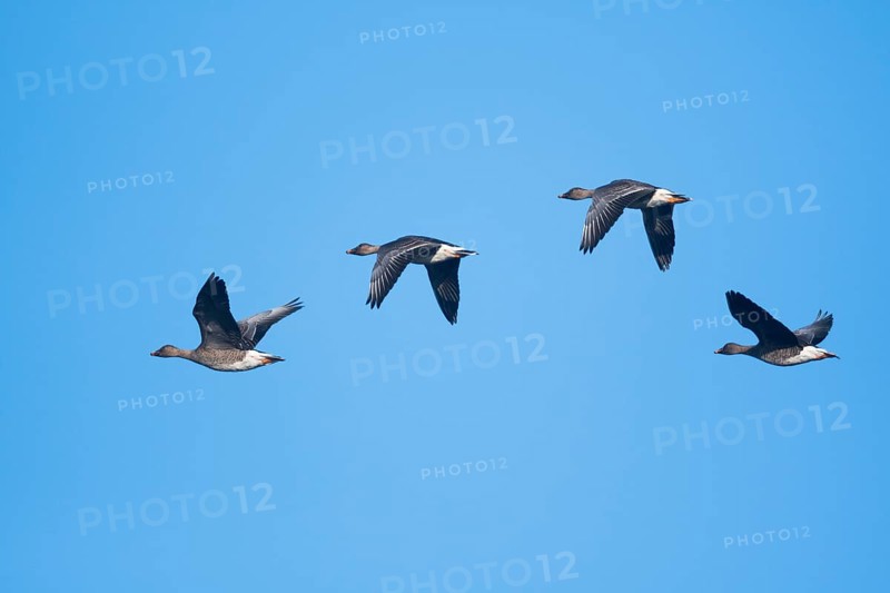 Bean Geese