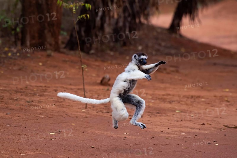 Dancing Verreaux's sifaka