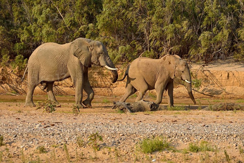 African bush elephants