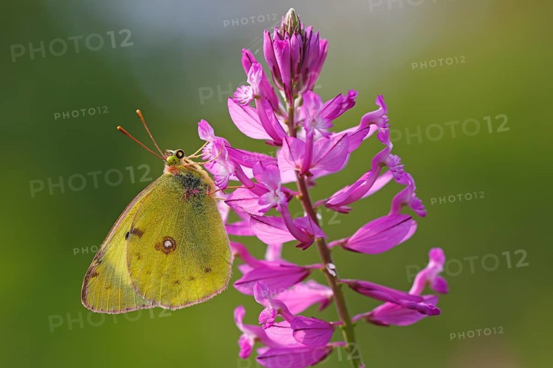 Berger's clouded yellow
