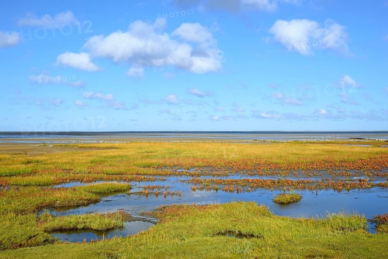 Glasswort