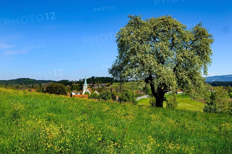 Oberreitnau with parish church of St. Pelagius