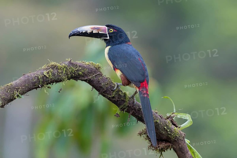 Collared aracari