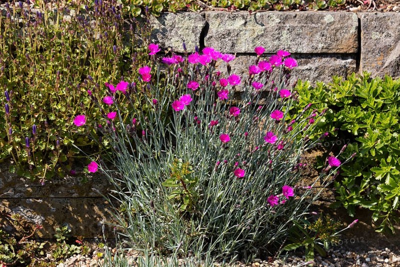 Wood pink