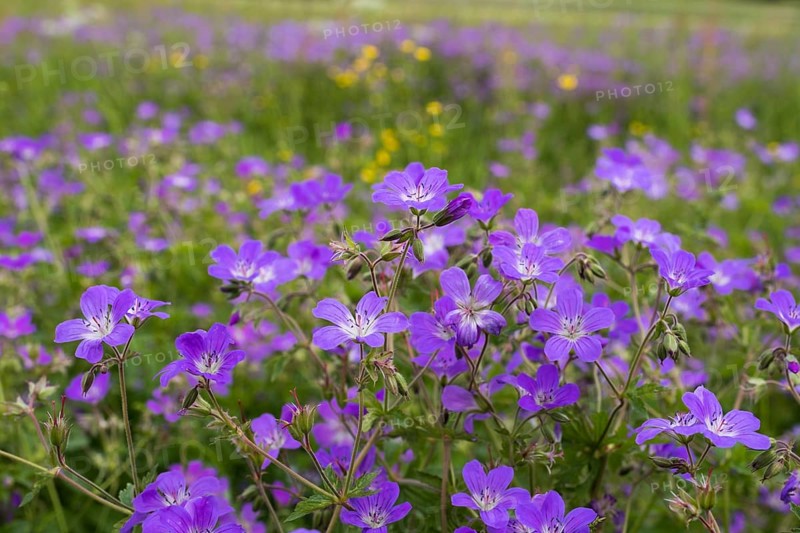 Meadow cranesbill