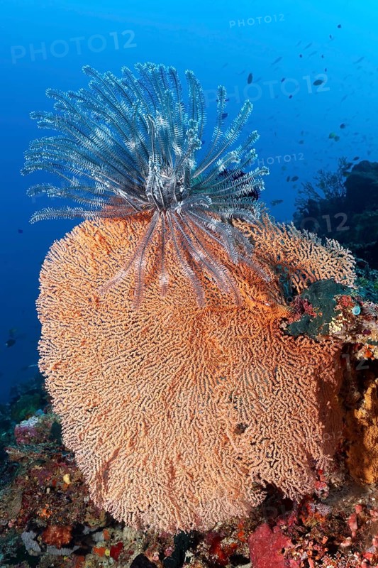 Feather star