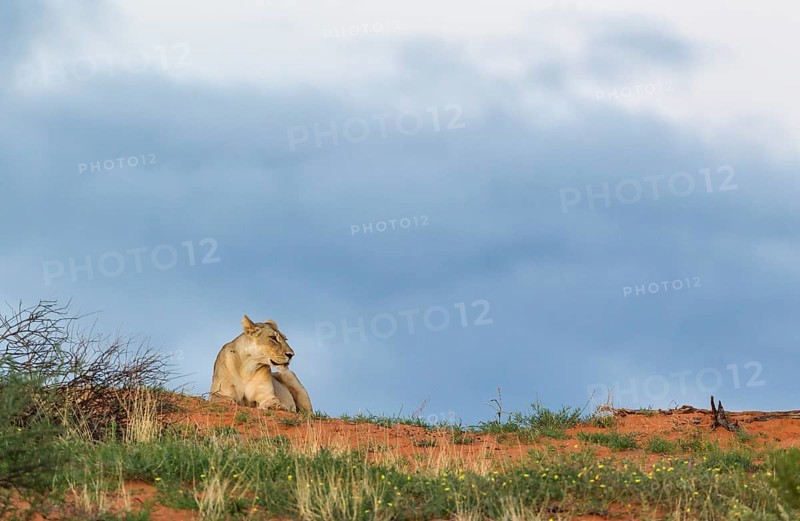 Lioness