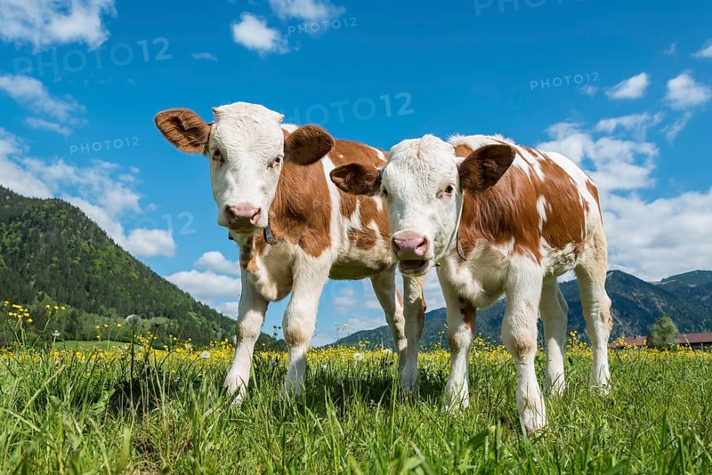 Two young calves
