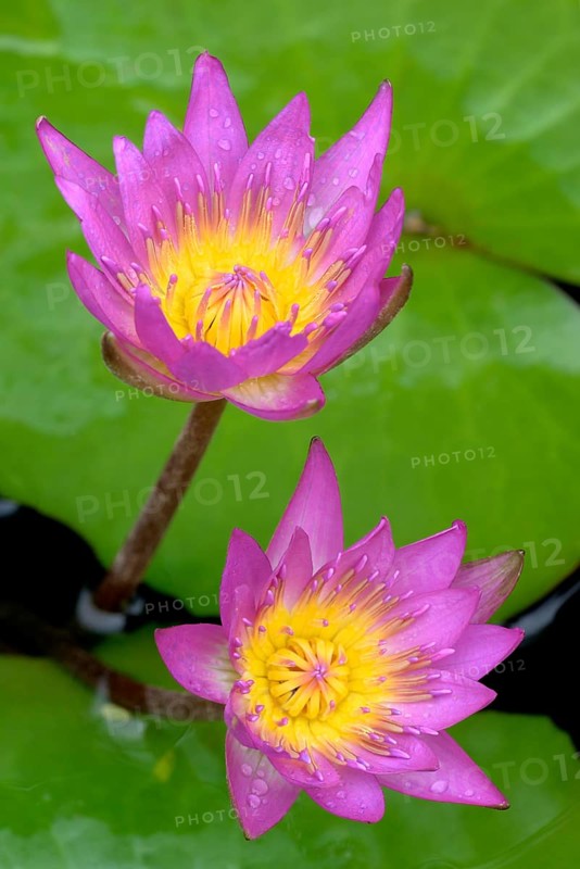 Water lily