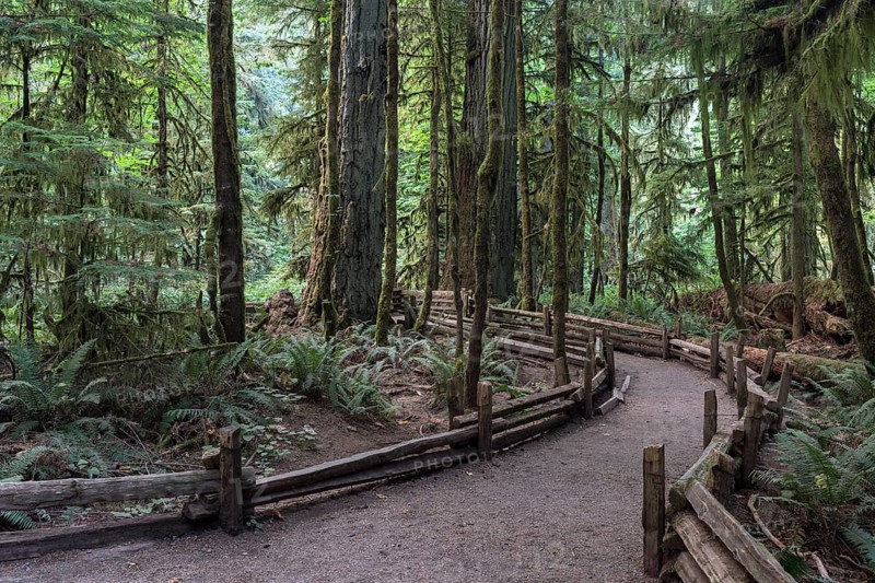 Cathedral Grove