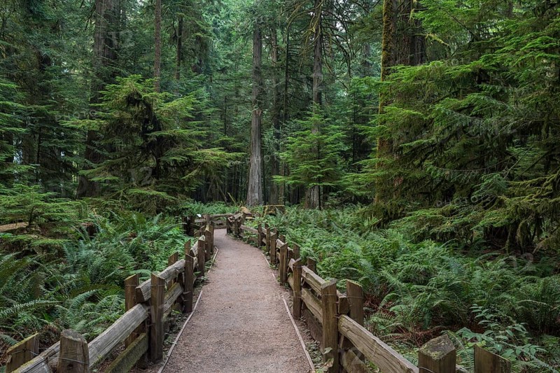 Cathedral Grove