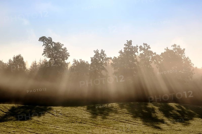 Sunbeams shine through trees in the morning mist