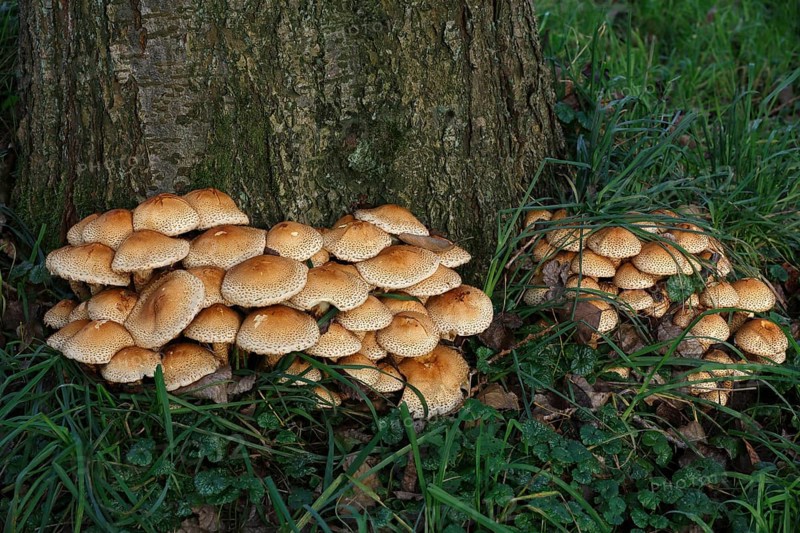 Shaggy scalycap