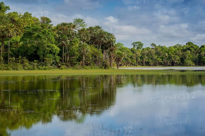 River landscape at the Rio Negro