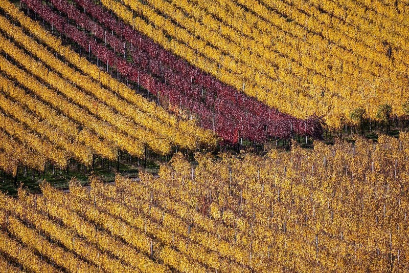 Viniculture