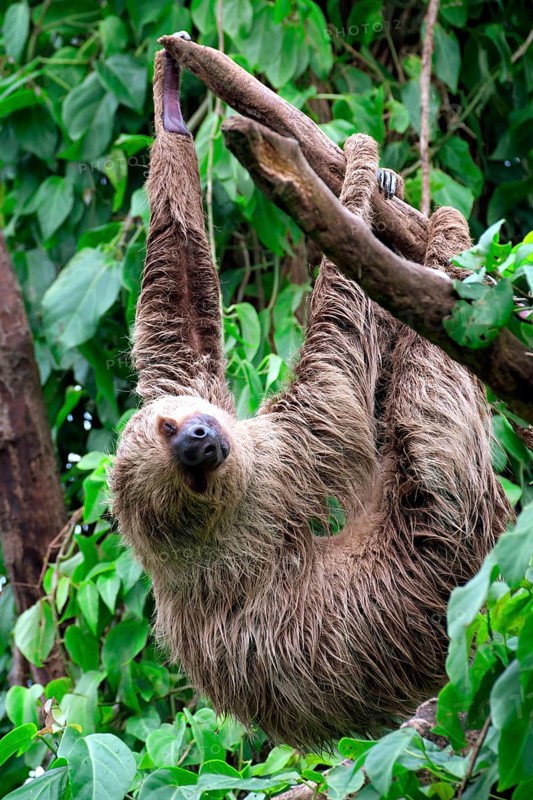 Linnaeus's two-toed sloth