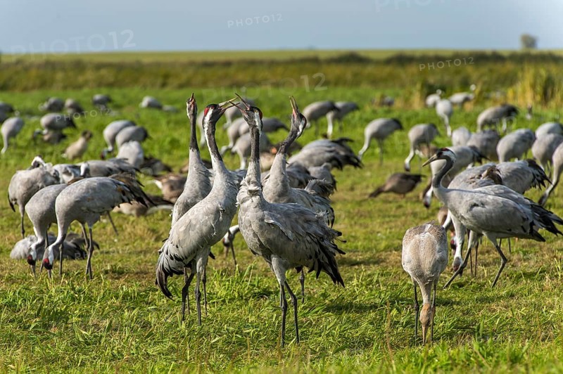 Common or European cranes