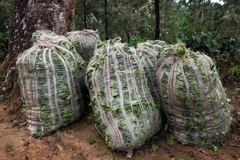 Sacks of tea leaves