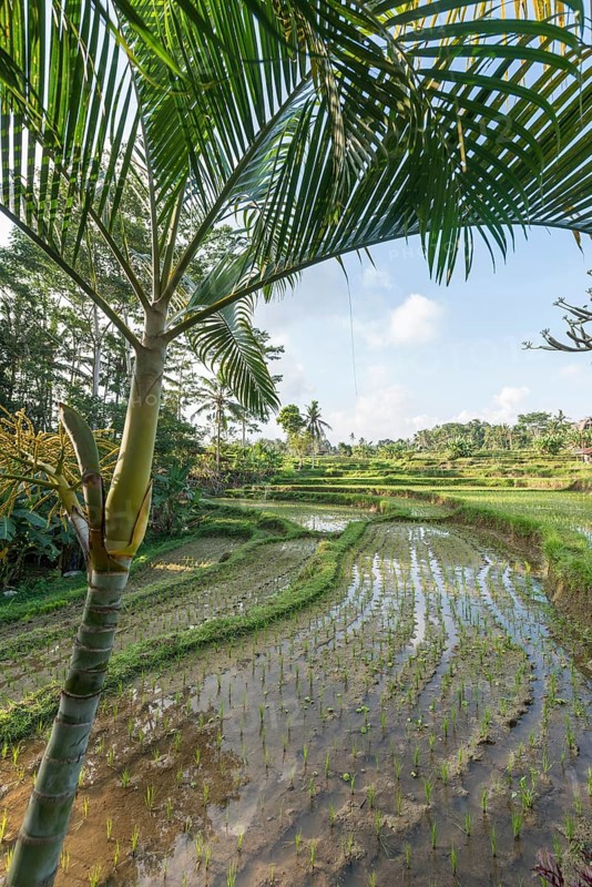 Rice terraces of Jatiluwih