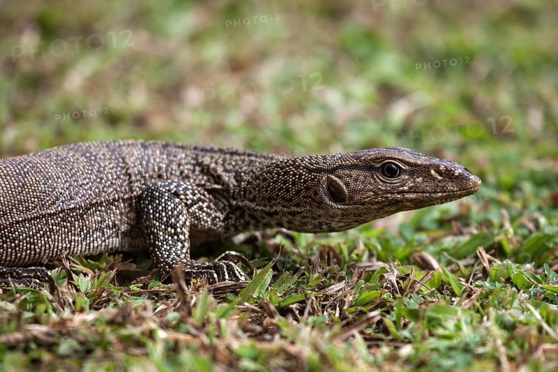 Bengal or common Indian monitor