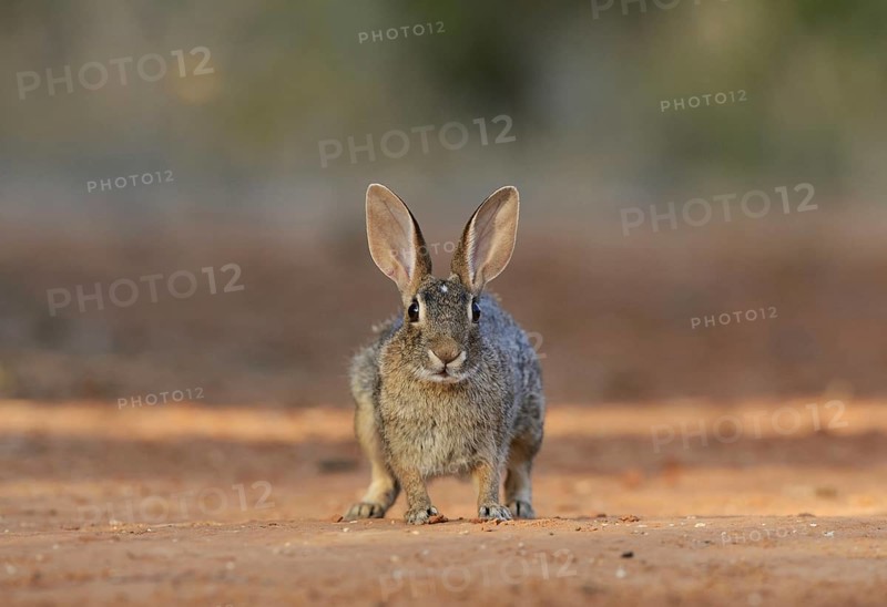 Eastern Cottontail