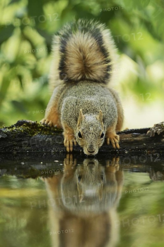 Eastern Fox Squirrel
