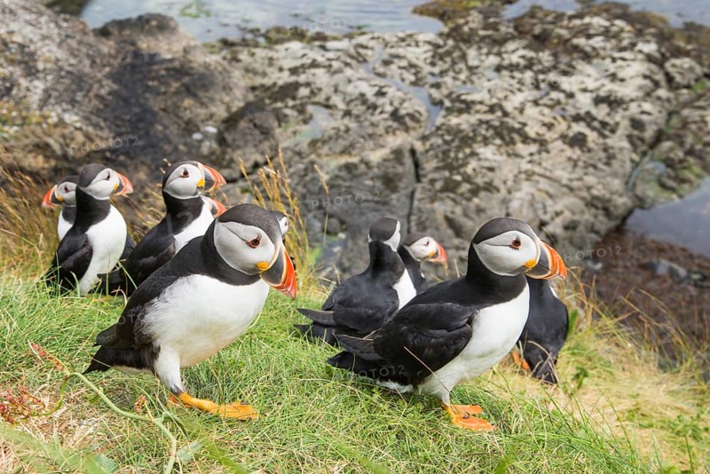 Puffin