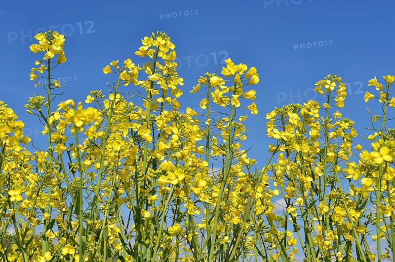 Rape blossoms