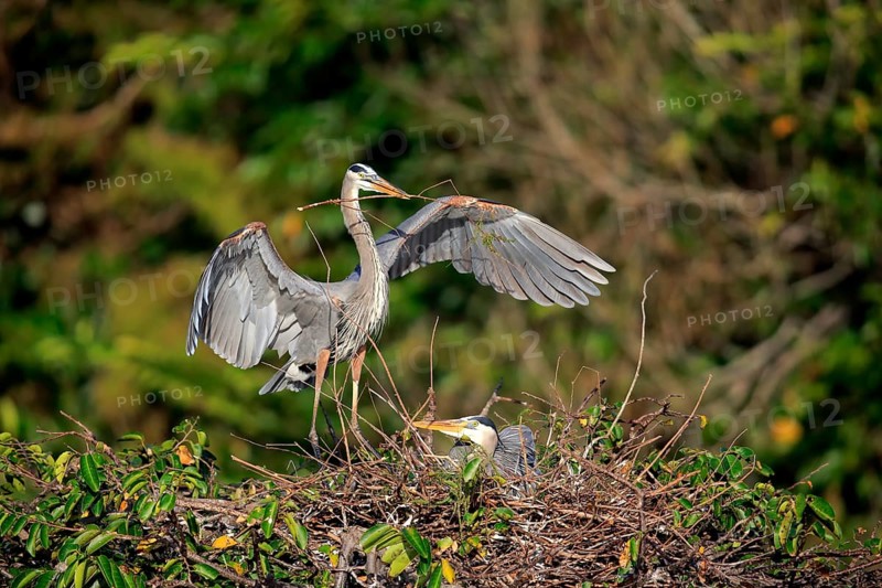 Great blue heron