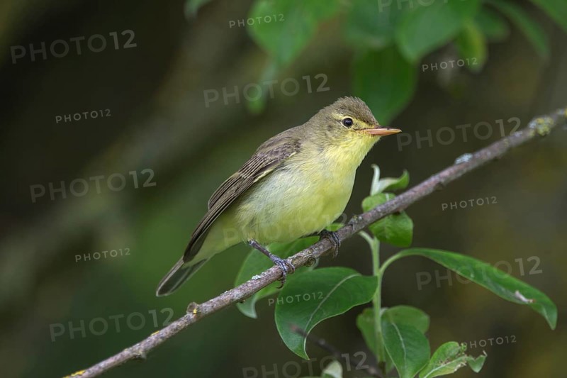 Icterine warbler