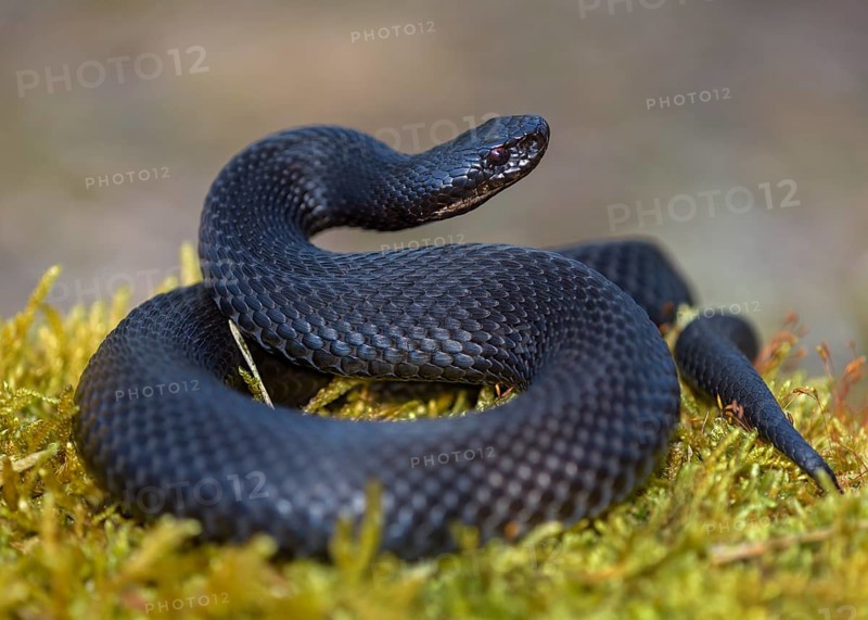 Common European Viper