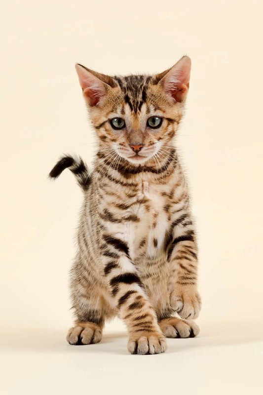 Breed cat Toyger