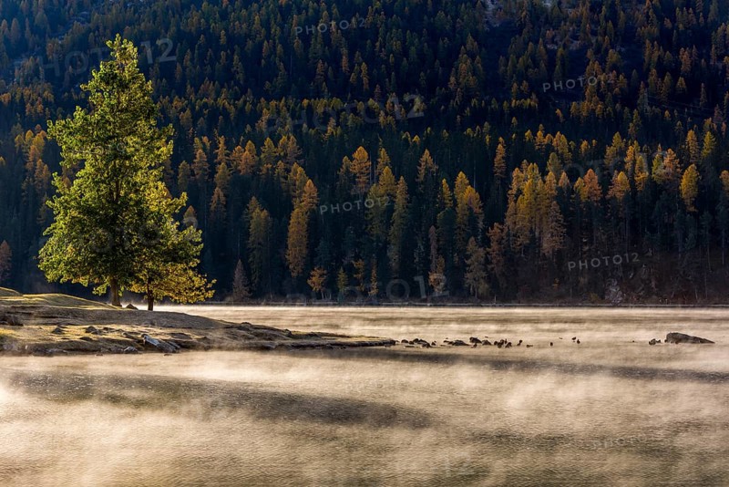 Autumn forest with haze over Lake Silvaplana