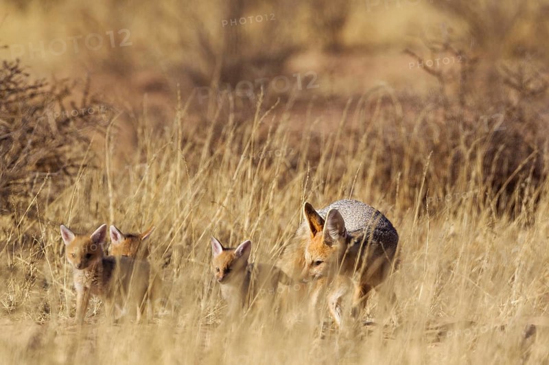 Cape Fox