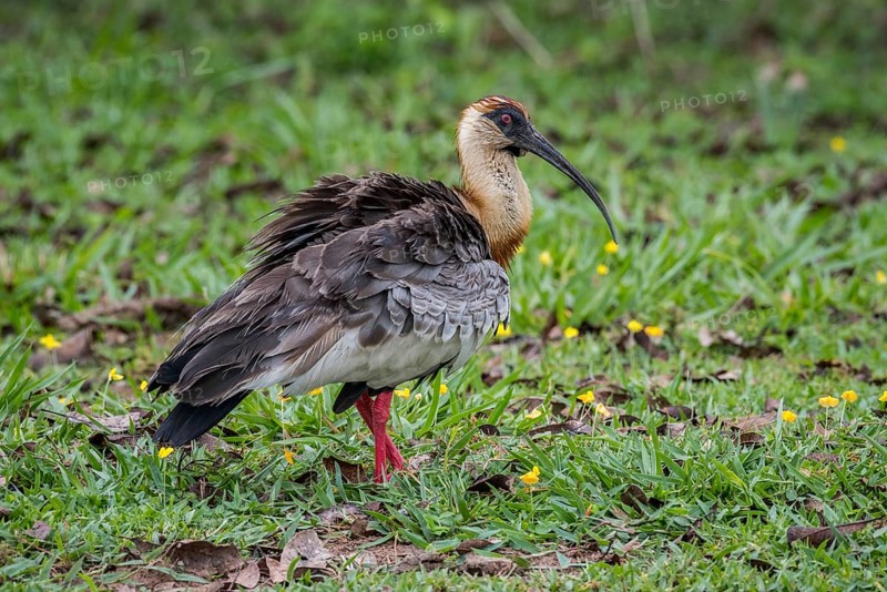 Buff-necked ibis