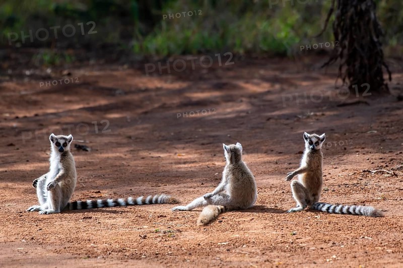 Three Ring-tailed lemurs