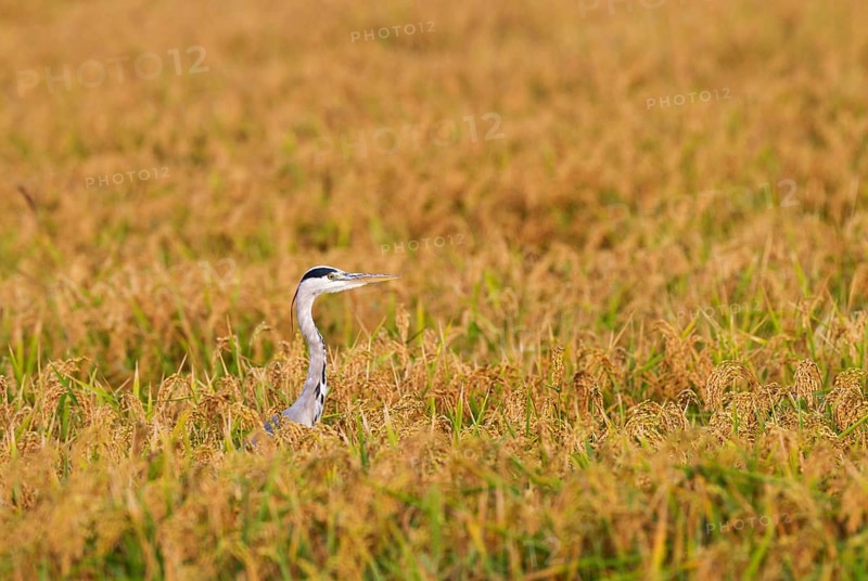 Grey Heron