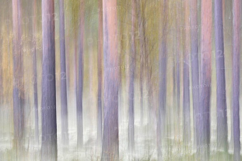Forest in autumn