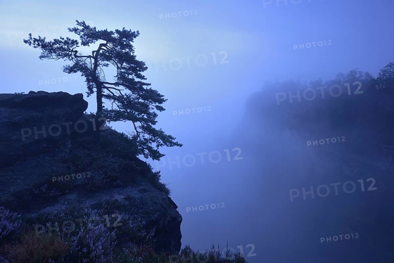 Pine tree growing on a rock