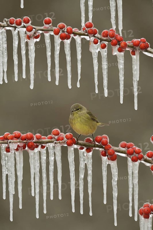 Orange-crowned Warbler