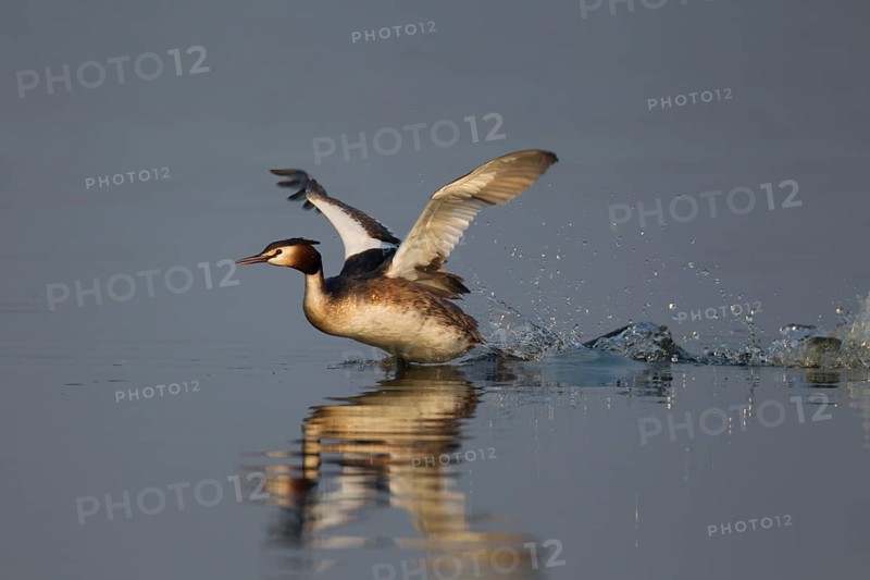 Great crested grebe